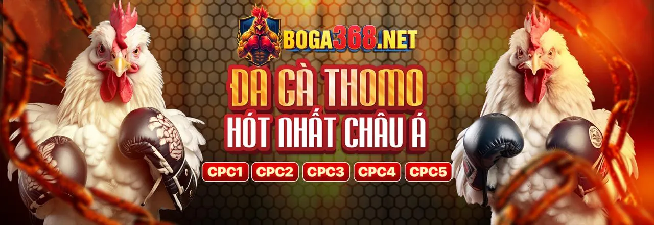 Dragon Tiger trực tuyến tại 8QBet